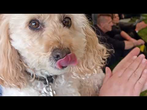 Haress - Skylarks (Live at Acid Horse)